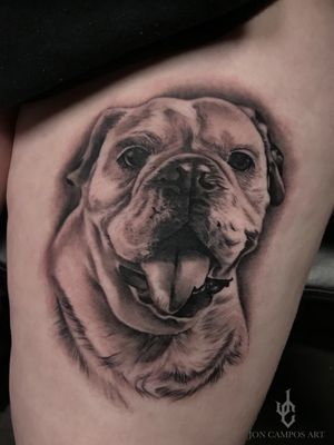 Bulldog black and grey portrait 