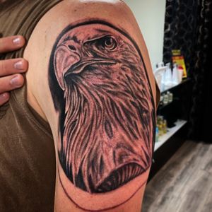 American bald eagle 