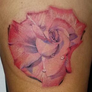 Full color rose
