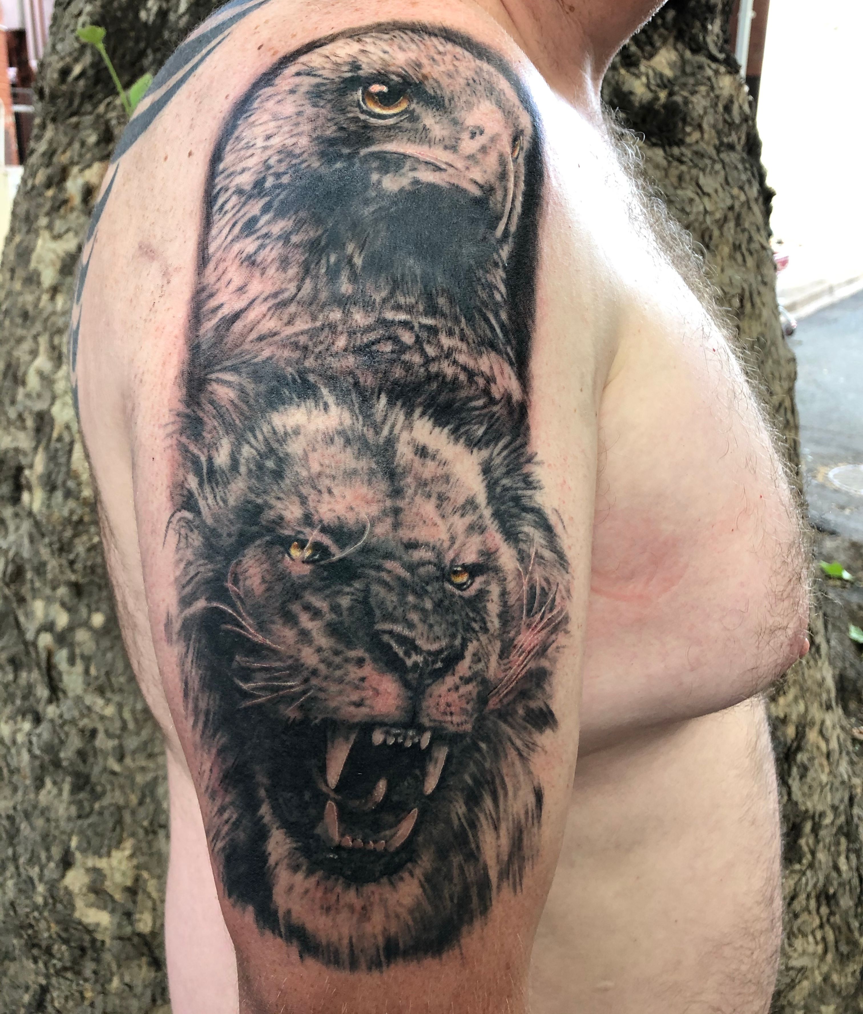10 Best Lion and Eagle Tattoo Designs  PetPress  Eagle tattoo Lion  tattoo Mens lion tattoo