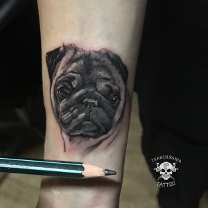 Small pug portrait