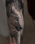 Realistic tattoo wolf by tattoo artist Alexei Mikhailov @mikhailovtattoo