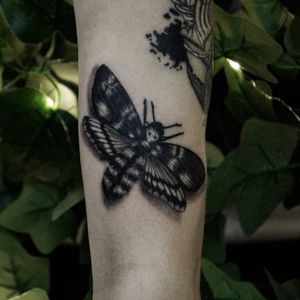4d Black moth 