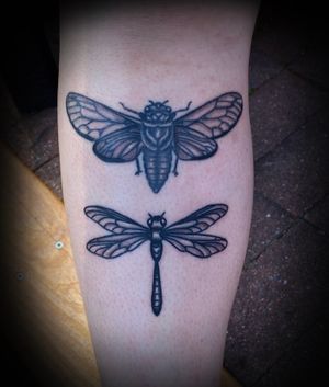 Cicada and dragonfly