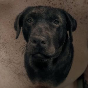 Labrador#dog #pet #labrador #realismtattoo #realistictattoo #realtattoo #tatuajerealismo #tatuajereal #tatuajerealista #barcelonatattoo #tattoobarcelona #barcelonatatuajes #tatuajesbarcelona #bcnttt #bcntattoo #bcntatuaje #tattoobcn #tatuajebcn