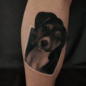 Little Dog / Perrito #dog #pet #cute #realismtattoo #realistictattoo #realtattoo #tatuajerealismo #tatuajereal #tatuajerealista #barcelonatattoo #tattoobarcelona #barcelonatatuajes #tatuajesbarcelona #bcnttt #bcntattoo #bcntatuaje #tattoobcn #tatuajebcn
