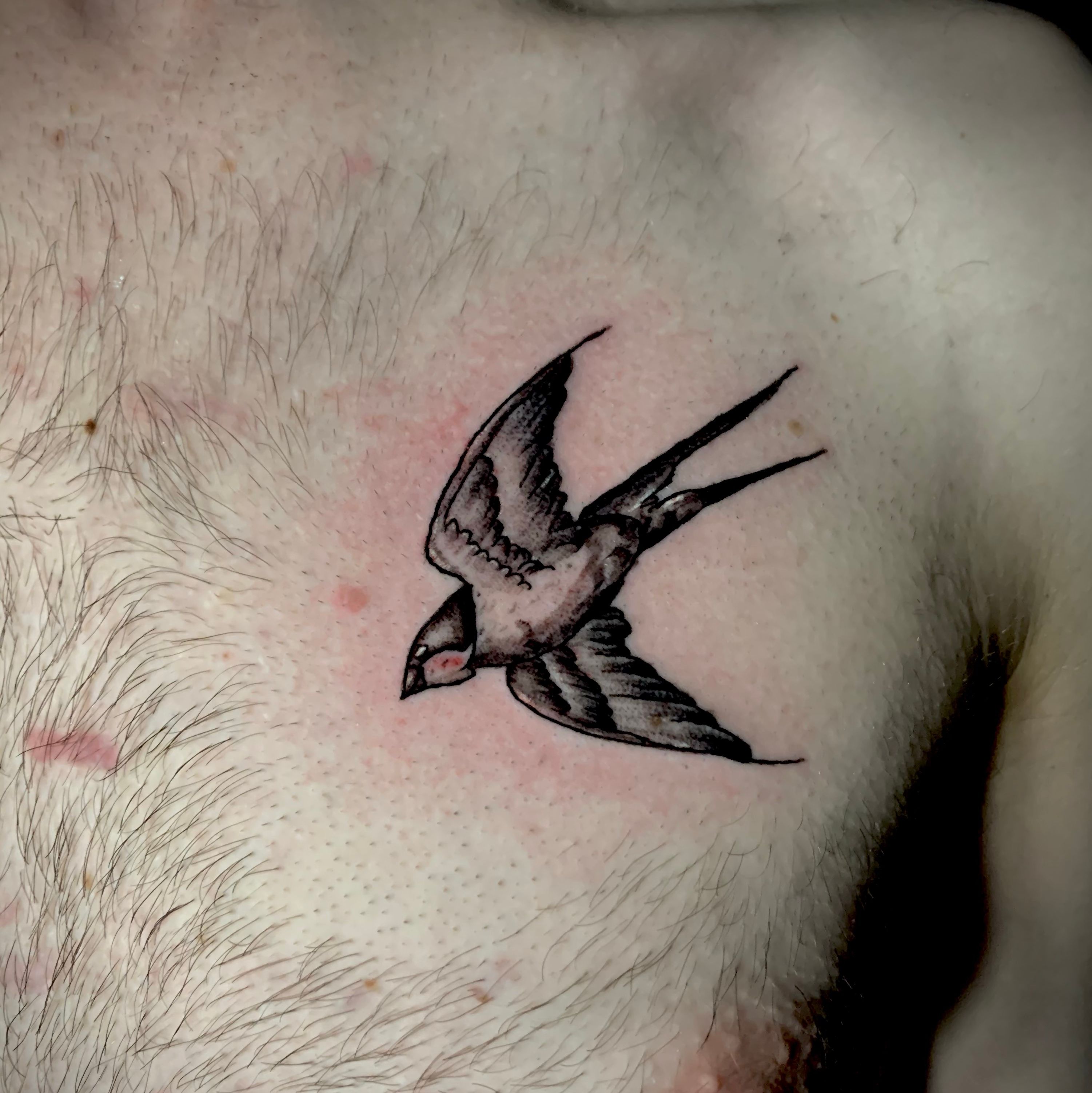 Tattoo uploaded by adrian sagastume  Swallow on the chest  Tattoodo