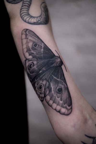 Moth done in Saint-Petersburg in January! 1 session 4 hours 