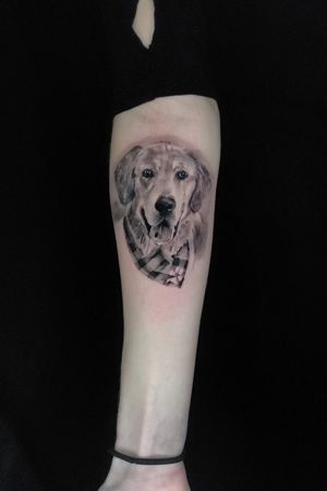 Mocro dog portrait 
