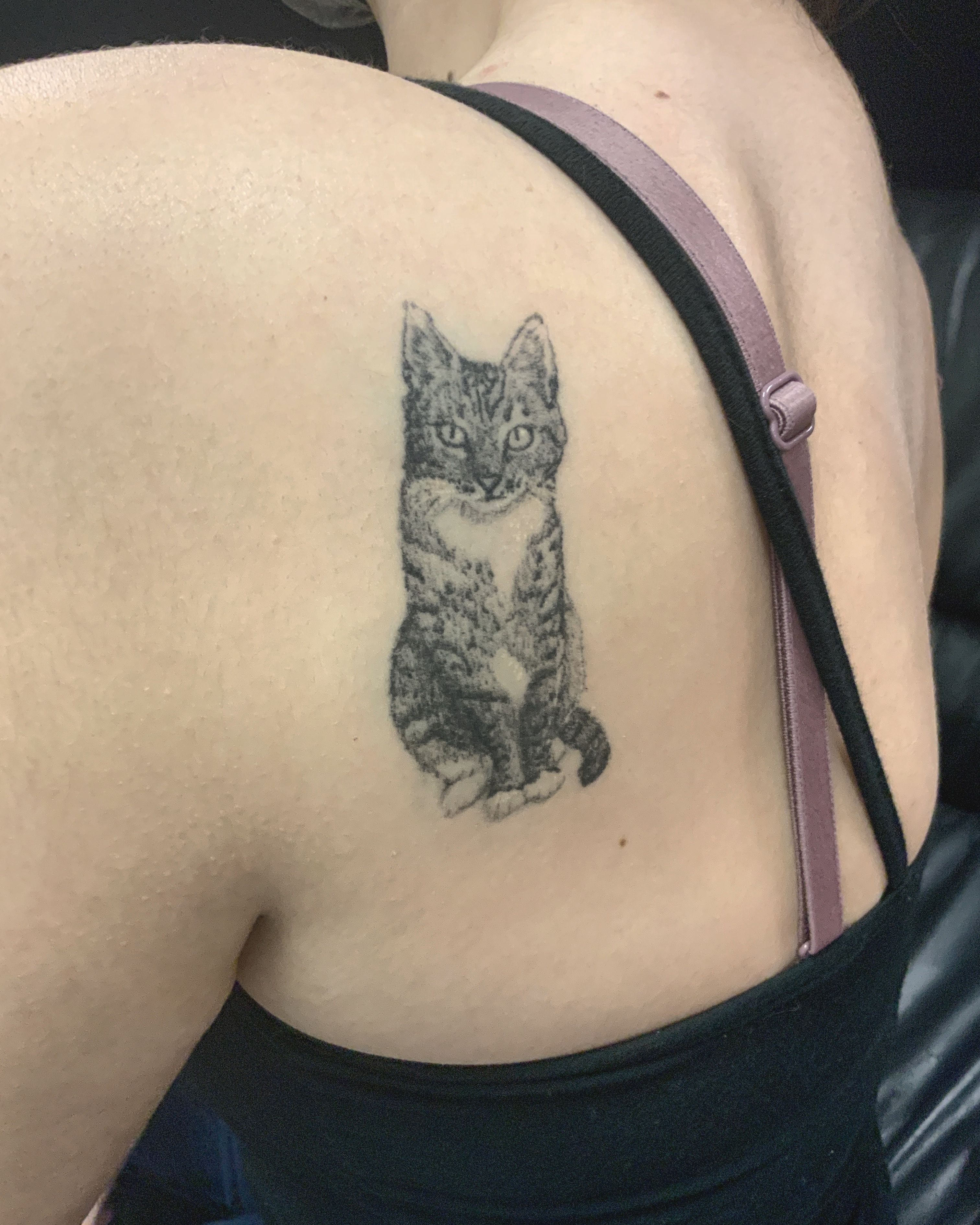 Healed after 1 year 5 cats 