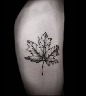 Fine line maple leaf