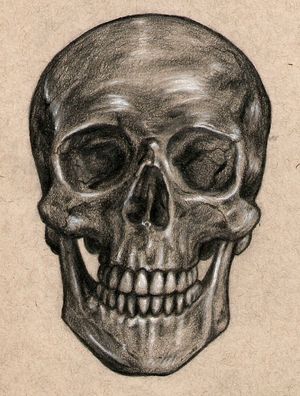 Skull in Graphite and White Charcoal