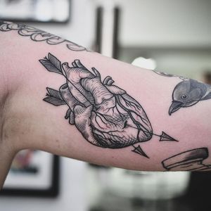 Anatomical heart tattoo done in etching style by Wade Johnston...@wadejohnston...#wadejohnston #melbournetattoos #melbournetattooer #melbournetattooist #lineworktattoo #lineworktattoos #linework #etching #etchingtattoo #blackwork #blackworktattoo #hearttattoo #anatomicalhearttattoo #anatomicalheart #finelinetattoo #northmelbournetattoo #vicmarkettattoo
