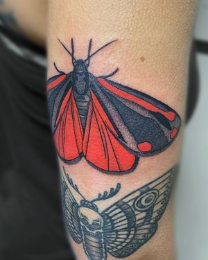 Cinnabar moth for Margaret! 