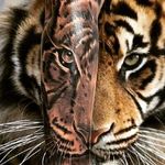 🐯🐯🐯 —————— #tattoo #tattoos #uktat #uktta #tattooartist #blackandgreytattoo #uktattoo #fkirons #empireinks #cheyennetattooequipment #yayofamilia #ghostcartridges #tiger #tigertattoo 