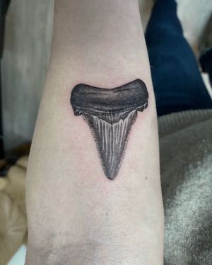 Megalodon tooth 
