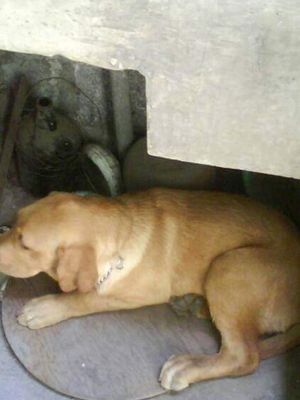 My DOG LABRADOR BUDDY IS MY DOG FAVORITY .AND LOVE YOY .🥰🥰.