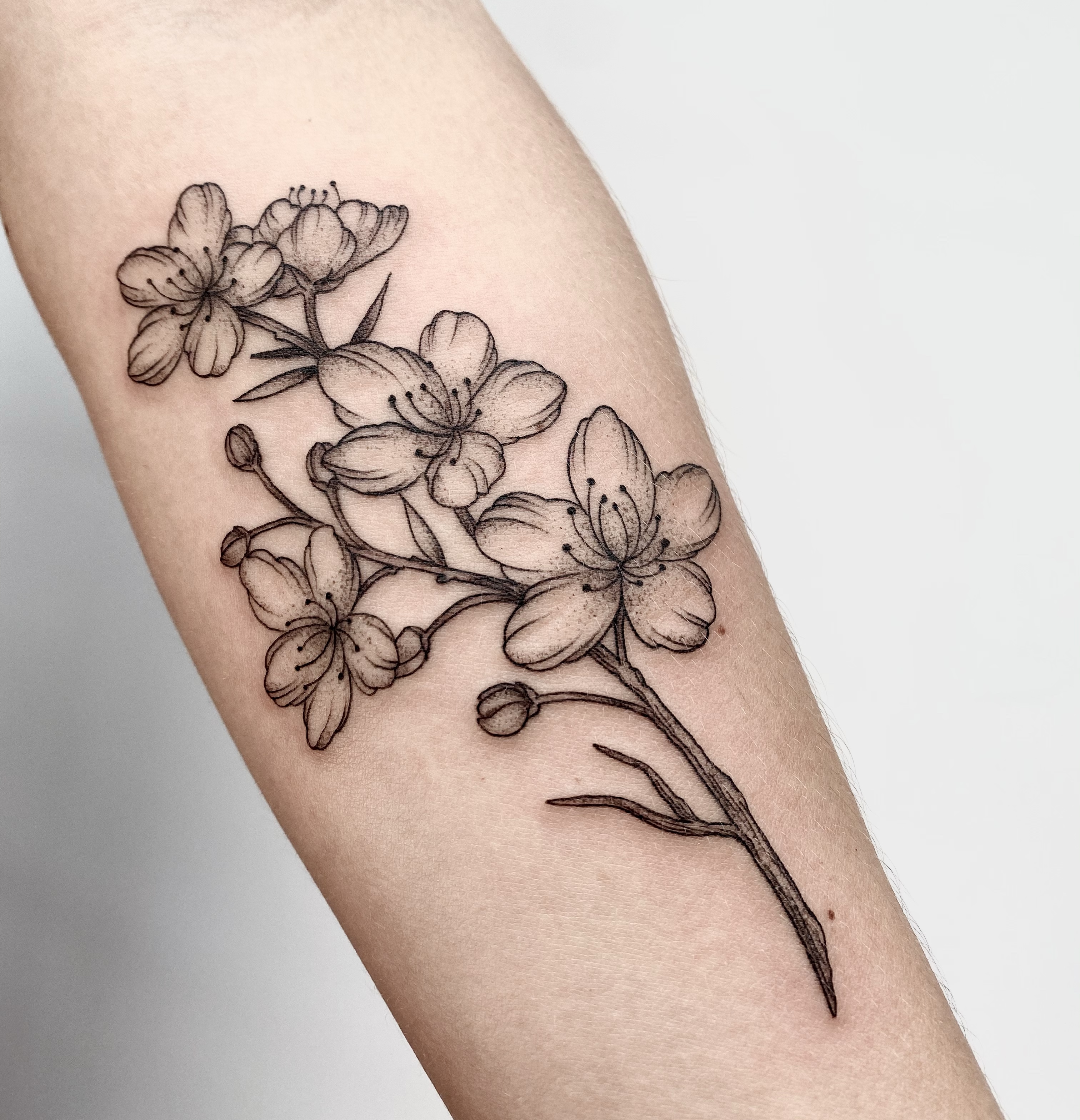 Page 2  Cherry Blossom Tattoo Images  Free Download on Freepik