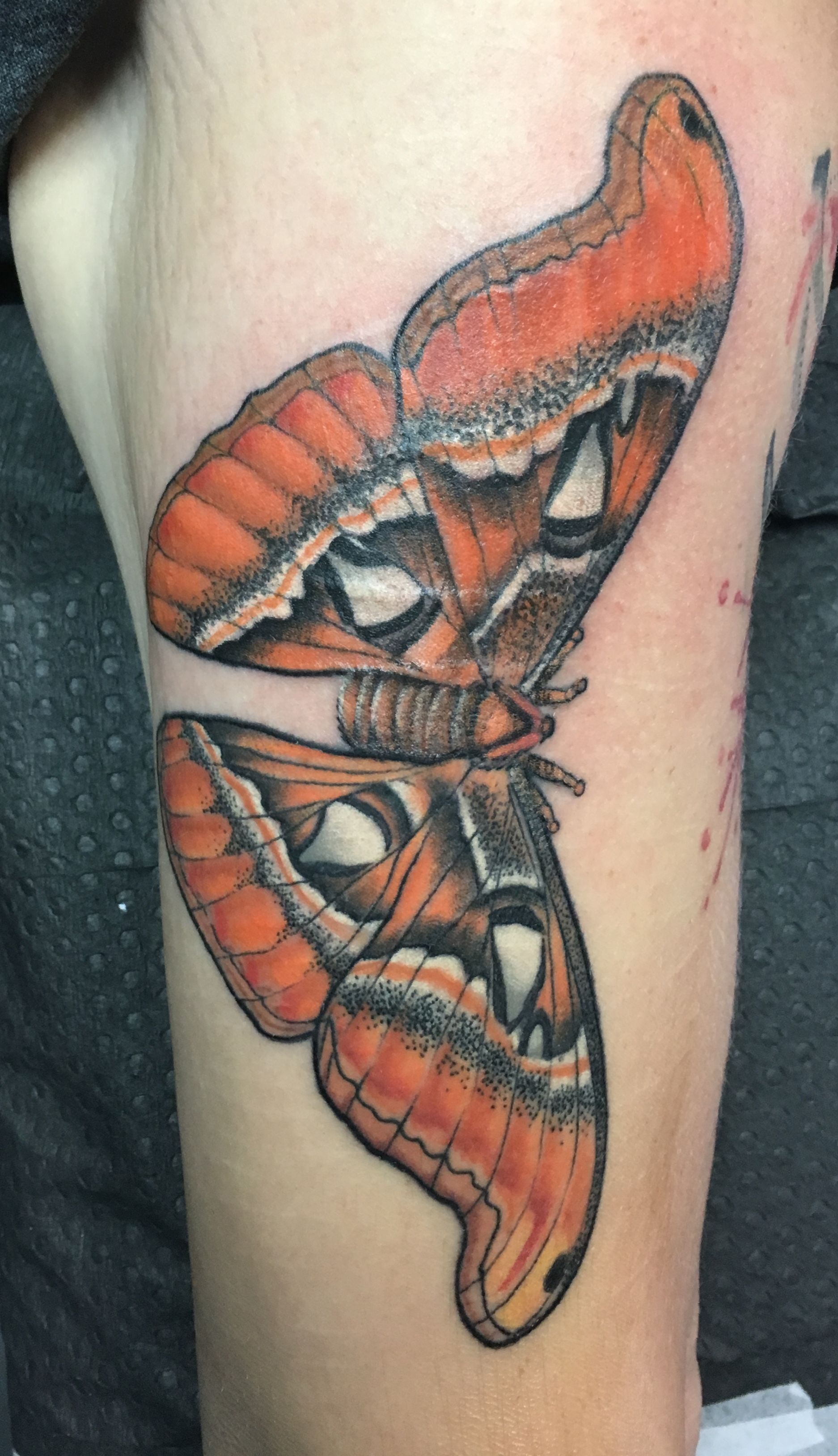 Tattoo uploaded by Shaun Topper  Moth tattoo on the leg tattoooftheday   Tattoodo