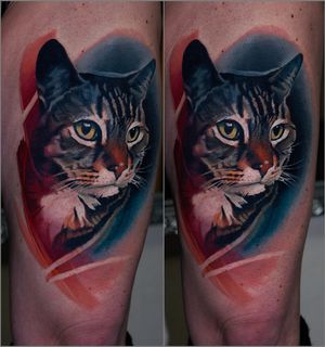 one session cat