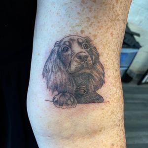 Single needle puppy portrait 