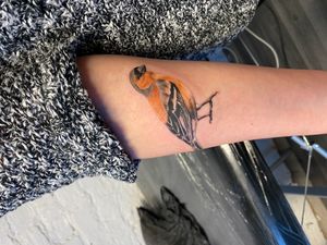 Chaffinch; colour bird tattoo