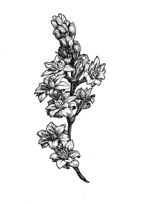 An intricate botanical style flash i made, still available as tattoo.#botanical