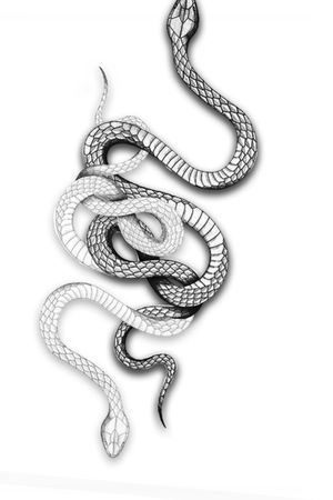Snakes black grey