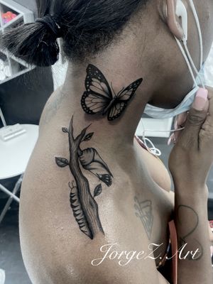 Butterfly Life Cycle IG: JorgeZ.Art