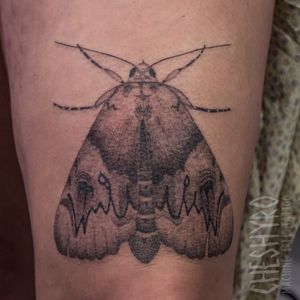 Dotwork realism moth