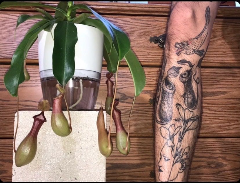 Lady Los Custom Tattoos  Wee little pitcher plants  Facebook