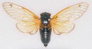 periodical cicada, NC brood