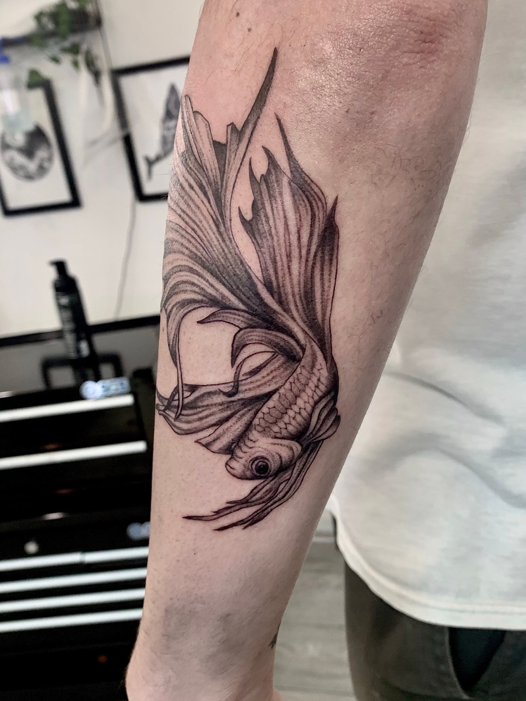 Premium Vector  Tattoo art siamese fighting fish hand drawing and sketch