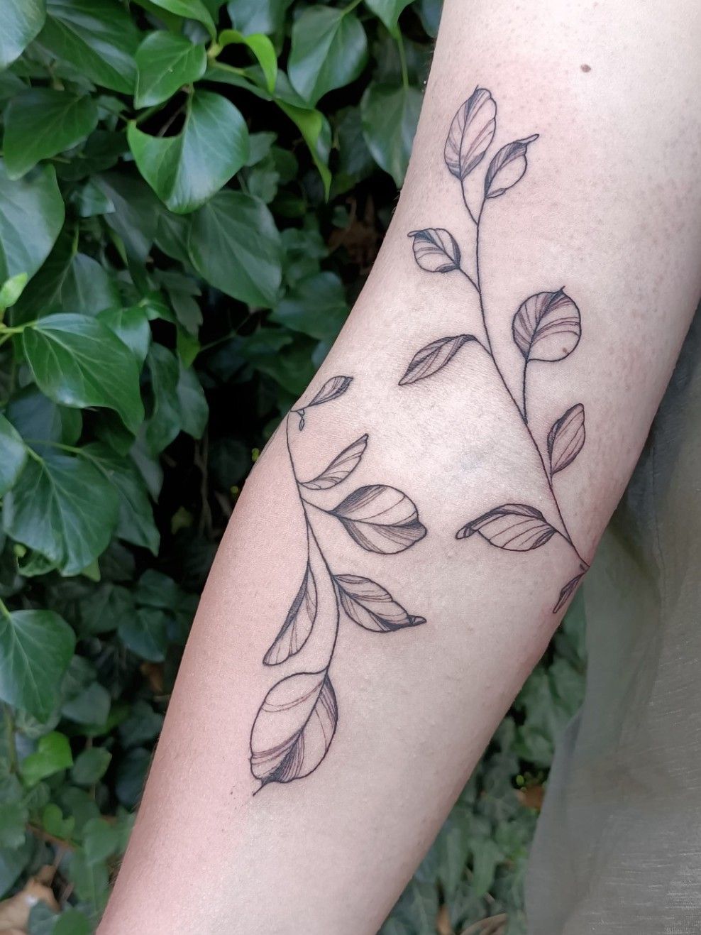 The Peoples Ink - Eucalyptus branch cover up for Emmeline 🌿 #thepeoplesink  #thepeoplesinktattoos #ryansteinbecktattoos #tattoo #tats #tatts #tattoos  #yandina #oztattskincare #stencilstuff #fkirons #tatsoul #protat  #eternalink #australiantattooartist ...