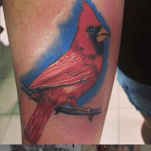 The Cardinal Bird