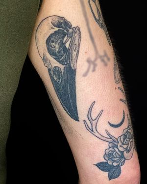 Healed a settled raven skull and some cosmic antlers done in a dotwork style.  The client and I have chipped away at a full sleeve, piece by piece.  