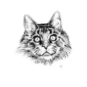 I would love to do some cat tattoos, whether it be a straight up portrait or if you’d like a fancy frame or some flowers/foliage - I’d love to hear from you :)#cat tattoo #cat portrait #kitty tattoo