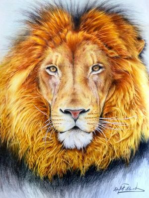 Lion done with color pencils