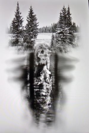 Black & White Wolf Pup Adult Wolf Reflection In Lake Sketch (don't know who drew this, credits to original artist) #BlackandWhite #Wolf #Sketch