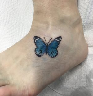Butterfly - color