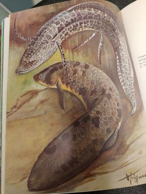 I would like to get a tattoo of this illustration of an Australian lungfish (the darker fish on the bottom)