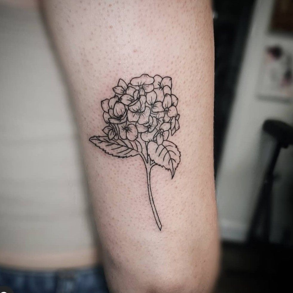 Floral Tattoo I drew for another Redditor featuring Hydrangea Hydrangea  macrophylla a poppy Papaver somniferum and a common lavender Lavandula  officinalis  rflowers