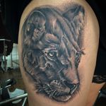 •FELINE• —————— Done using @fkirons @empireinks @butterluxe_uk @ghostcartridges supplied by @starrtattoosupplies —————— #tattoo #tattoos #uktat #uktta #tattooartist #blackandgreytattoo #uktattoo #fkirons #empireinks #lion #liontattoo #animaltattoo #realismtattoo #realistictattoo #lioness —————— 