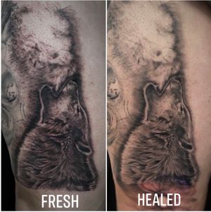 Healed shot on this wolf howling