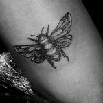 Honeybee with extended wings 