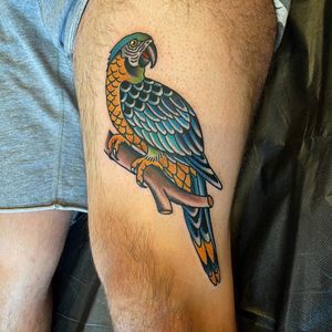 Traditional parrot tattoo on thigh by Nate Fierro @natefierro #traditional #traditionaltattoo #parrottattoo #colortattoo