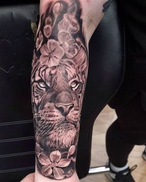 Exquisite black and gray tattoo by Mauro Imperatori featuring a fierce tiger and delicate cherry blossoms, perfect for forearm placement.