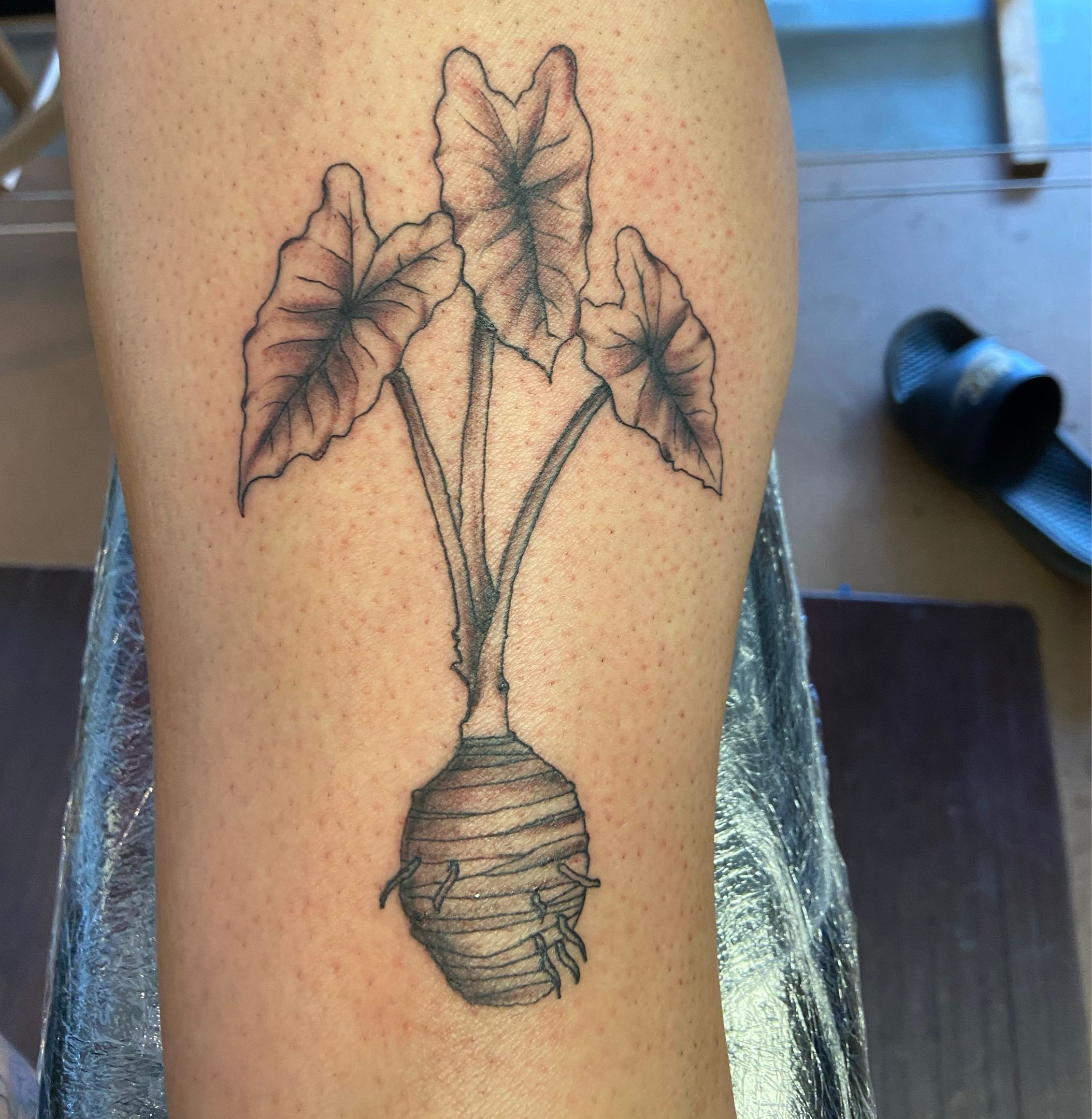 Sam Leng on Instagram Elephant ear plant for Megan                 tattoo tattoos ink inked art tattooartist tattooed  tattooart