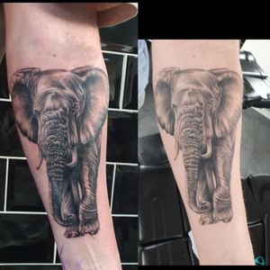 Fresh and healed elephant for josh
