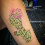 Watercolor cholla cactus 